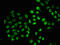 Synuclein Alpha antibody, CSB-RA021912A129phHU, Cusabio, Immunofluorescence image 