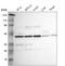 Taxilin Gamma antibody, HPA000297, Atlas Antibodies, Western Blot image 