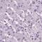 Chromogranin B antibody, NBP1-80781, Novus Biologicals, Immunohistochemistry paraffin image 