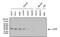 Eukaryotic Translation Initiation Factor 4E antibody, MA1-089, Invitrogen Antibodies, Western Blot image 