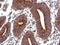 Vitronectin antibody, PA5-27909, Invitrogen Antibodies, Immunohistochemistry frozen image 