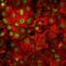 Albumin antibody, MAB1455, R&D Systems, Immunocytochemistry image 