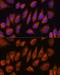 Golgin A4 antibody, GTX66053, GeneTex, Immunofluorescence image 