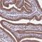 Poly(RC) Binding Protein 2 antibody, HPA038356, Atlas Antibodies, Immunohistochemistry paraffin image 