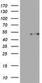 CD4 antibody, CF802061, Origene, Western Blot image 