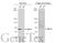 MRE11A antibody, GTX111814, GeneTex, Western Blot image 