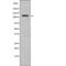 EPH Receptor A8 antibody, PA5-64576, Invitrogen Antibodies, Western Blot image 