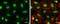 MLLT3 Super Elongation Complex Subunit antibody, GTX102835, GeneTex, Immunocytochemistry image 