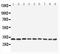 Autophagy Related 5 antibody, LS-C313356, Lifespan Biosciences, Western Blot image 