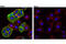 Solute Carrier Family 34 Member 2 antibody, 42299S, Cell Signaling Technology, Immunofluorescence image 