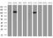 Apolipoprotein B Receptor antibody, MA5-26835, Invitrogen Antibodies, Western Blot image 