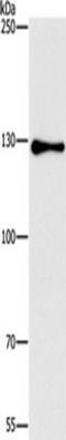 General Transcription Factor IIi antibody, TA351003, Origene, Western Blot image 