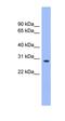 Enolase-Phosphatase 1 antibody, orb326212, Biorbyt, Western Blot image 