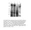MER Proto-Oncogene, Tyrosine Kinase antibody, MKT-121AP, FabGennix, Western Blot image 