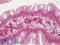 Claudin 3 antibody, LS-B7017, Lifespan Biosciences, Immunohistochemistry frozen image 