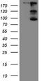 Ras GTPase-activating-like protein IQGAP1 antibody, TA809922S, Origene, Western Blot image 