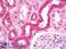 Calcium Sensing Receptor antibody, LS-B7687, Lifespan Biosciences, Immunohistochemistry frozen image 