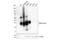 Major Histocompatibility Complex, Class II, DP Beta 1 antibody, 68258S, Cell Signaling Technology, Western Blot image 