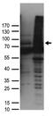 Glucosamine (UDP-N-Acetyl)-2-Epimerase/N-Acetylmannosamine Kinase antibody, TA890043, Origene, Western Blot image 