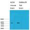 GABA(A) receptor subunit alpha-2 antibody, A03996, Boster Biological Technology, Western Blot image 