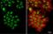 U2 Small Nuclear RNA Auxiliary Factor 2 antibody, GTX115622, GeneTex, Immunofluorescence image 