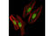 Structural maintenance of chromosomes protein 3 antibody, 5696S, Cell Signaling Technology, Immunofluorescence image 