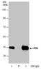 PDZ Binding Kinase antibody, PA5-78536, Invitrogen Antibodies, Immunoprecipitation image 