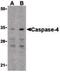 Caspase 4 antibody, PA5-20108, Invitrogen Antibodies, Western Blot image 