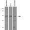 Dopa Decarboxylase antibody, AF3564, R&D Systems, Western Blot image 