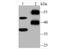 Reticulon 4 antibody, NBP2-75595, Novus Biologicals, Western Blot image 