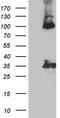 Calbindin 2 antibody, TA804244S, Origene, Western Blot image 