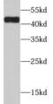 Alcohol Dehydrogenase 1C (Class I), Gamma Polypeptide antibody, FNab00163, FineTest, Western Blot image 