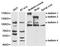 Nitric Oxide Synthase 1 antibody, LS-C192847, Lifespan Biosciences, Western Blot image 