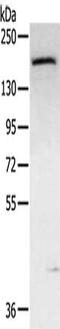 ATP Binding Cassette Subfamily C Member 9 antibody, CSB-PA920347, Cusabio, Western Blot image 