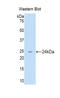 TNF Receptor Superfamily Member 4 antibody, LS-C300778, Lifespan Biosciences, Western Blot image 