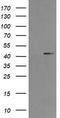 MEK1/2 antibody, TA506016AM, Origene, Western Blot image 