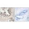 Mitochondrial Ribosomal Protein S36 antibody, PA5-50060, Invitrogen Antibodies, Immunohistochemistry frozen image 