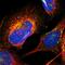 Ras Related GTP Binding A antibody, PA5-51994, Invitrogen Antibodies, Immunofluorescence image 