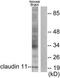 Claudin 11 antibody, TA311648, Origene, Western Blot image 