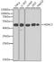 Histone Deacetylase 3 antibody, 18-528, ProSci, Western Blot image 