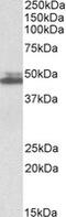 SH3 Domain Containing GRB2 Like 1, Endophilin A2 antibody, MBS422553, MyBioSource, Western Blot image 