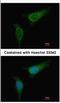Branched Chain Keto Acid Dehydrogenase E1 Subunit Alpha antibody, NBP2-15552, Novus Biologicals, Immunofluorescence image 