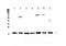 Interleukin 23 Subunit Alpha antibody, PA5-79489, Invitrogen Antibodies, Western Blot image 