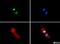 Histone Cluster 2 H3 Family Member D antibody, NB21-1202, Novus Biologicals, Immunofluorescence image 