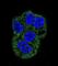 Lactotransferrin antibody, abx025182, Abbexa, Western Blot image 