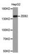 Zinc Finger E-Box Binding Homeobox 2 antibody, abx004362, Abbexa, Western Blot image 