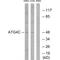 Autophagy Related 4C Cysteine Peptidase antibody, A09728-1, Boster Biological Technology, Western Blot image 