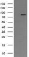 AFG3 Like Matrix AAA Peptidase Subunit 2 antibody, M04820, Boster Biological Technology, Western Blot image 