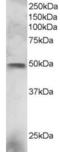 ETS-related transcription factor Elf-3 antibody, STJ70201, St John