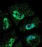 ELAV Like RNA Binding Protein 1 antibody, MA5-18111, Invitrogen Antibodies, Immunofluorescence image 